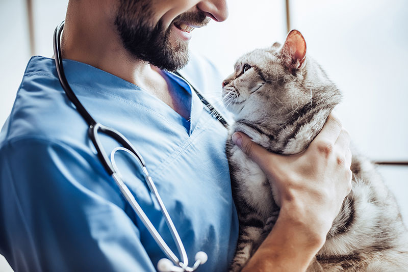 gestao veterinaria