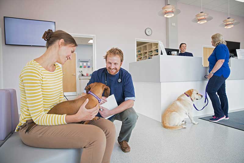 eficiência clínica veterinária