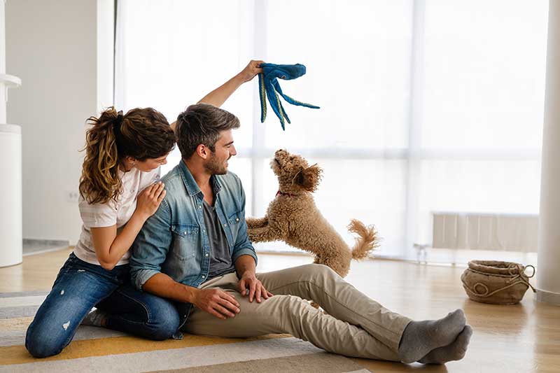 dicas para pet em apartamento