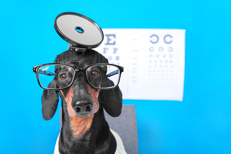especialidades veterinárias