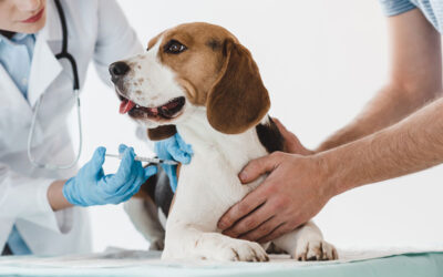 sistema de vacinação para pets