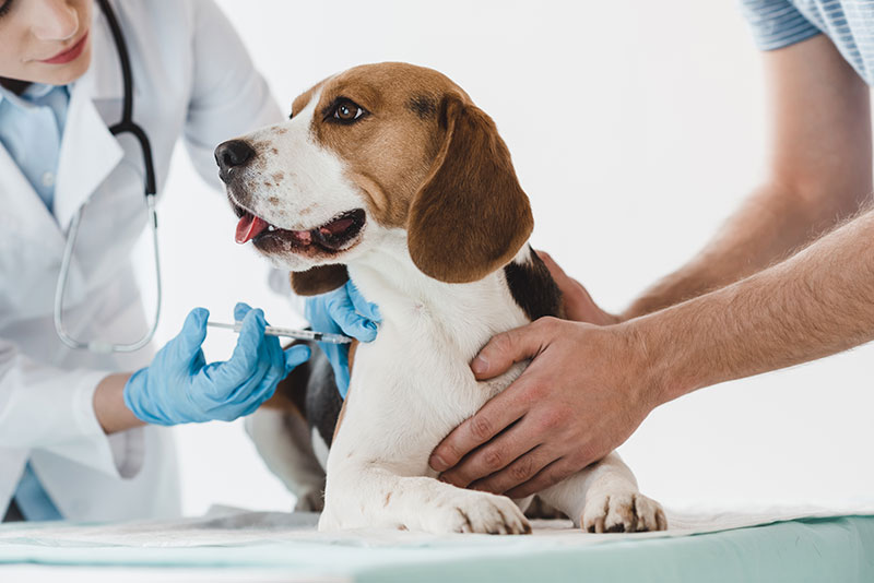 sistema de vacinação para pets