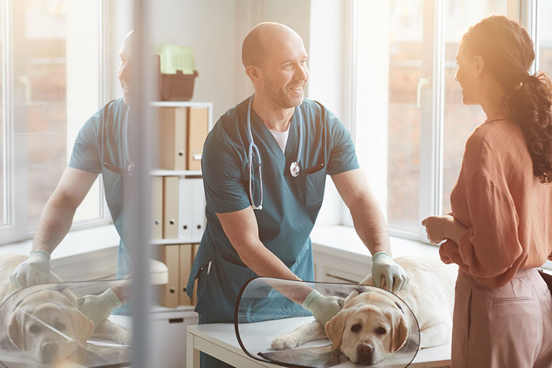 refer6encia em clínica veterinária