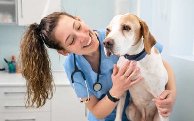 clientes clínicas veterinárias