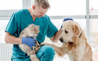 atendimento veterinario personalizado