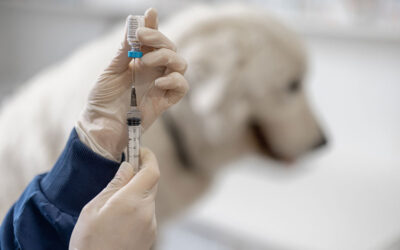 vacinação pet