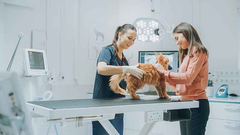 capacitação veterinária