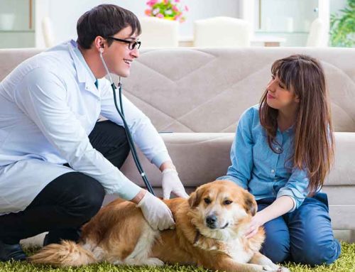 4 tendências de serviços para pet shops em 2025