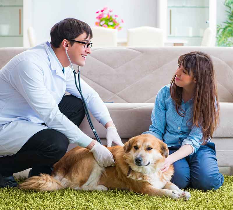 tendências mercado pet 2025