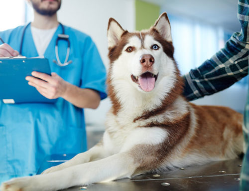 4 dicas para criar um ambiente acolhedor na sua clínica veterinária
