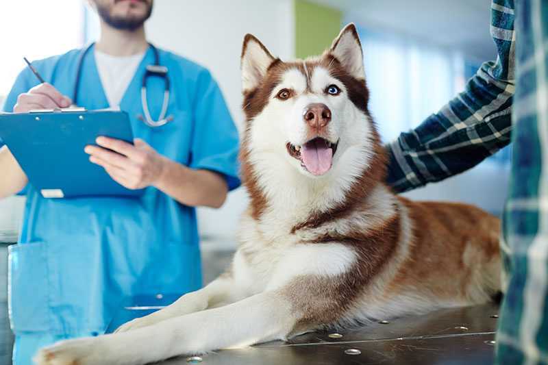 como manter um ambiente acolhedor em sua clinica veterinaria