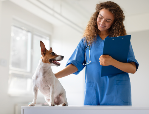 Como um sistema de gestão veterinária reduz erros e aumenta a produtividade da equipe