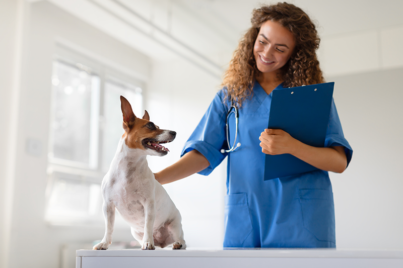 sistema de gestão veterinária